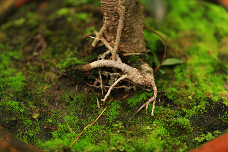 Plants and moss plant in potの写真素材