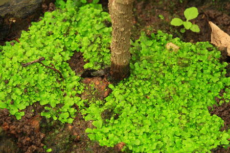 Plants and moss plant in pot