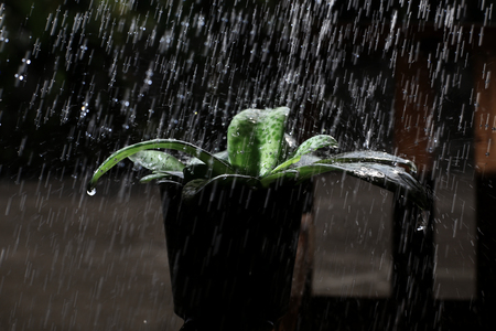 Plants in pot under the heavy rainの写真素材