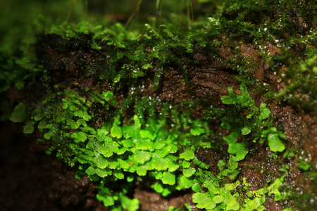 Plants and moss plant in potの写真素材