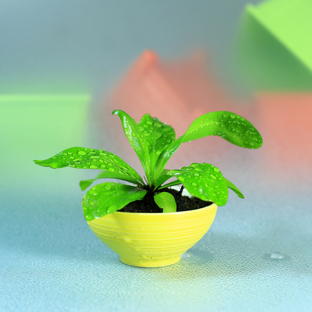 little Plants in yellow potの写真素材
