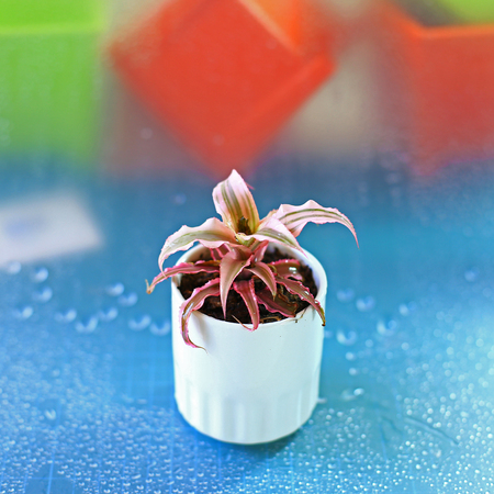 little Plants in white potの写真素材