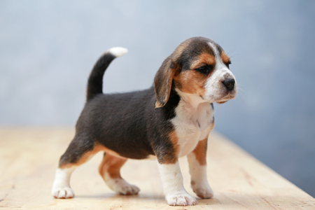 strong female beagle puppy in actionの写真素材