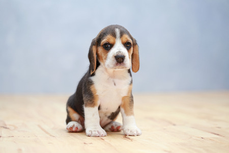 strong female beagle puppy in actionの写真素材
