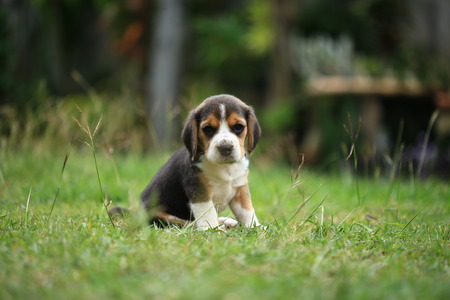 purebred beagle puppy is learning the world in first timeの写真素材