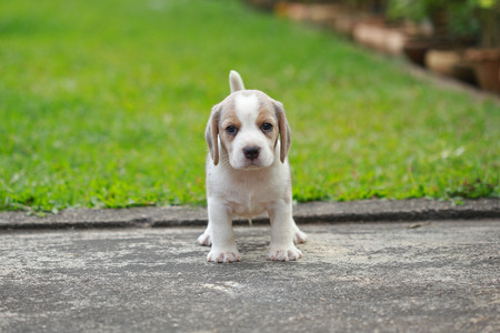 purebred beagle puppy is learning the world in first timeの写真素材