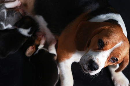beagle dog feeding her puppiesの写真素材