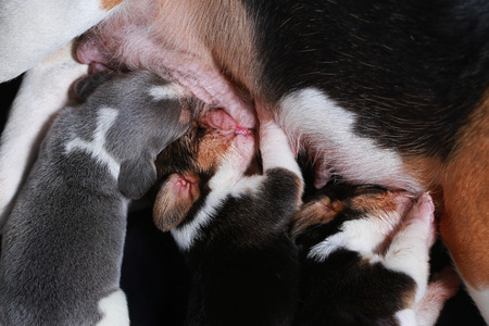beagle dog feeding her puppiesの写真素材