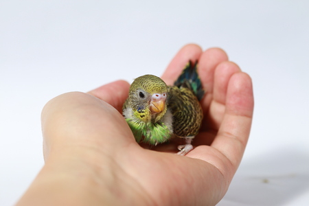 cute Baby bird in white background
