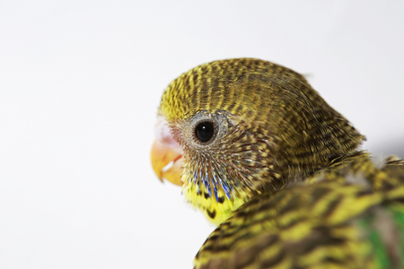 cute Baby bird in white background