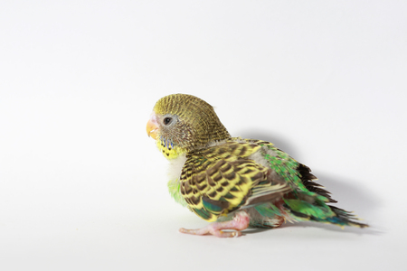 cute Baby bird in white backgroundの写真素材