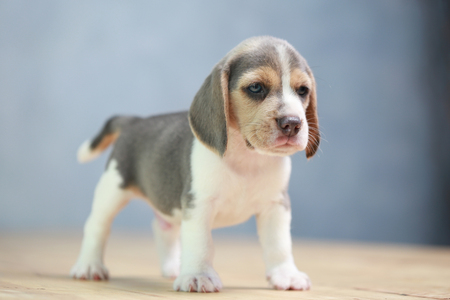 strong beagle puppy in actionの写真素材