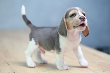 strong beagle puppy in actionの写真素材