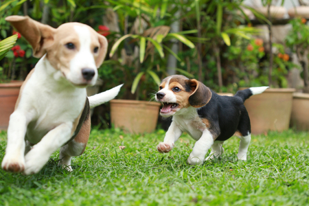 Purebred adult and puppy beagle dog are playing in lawnの写真素材