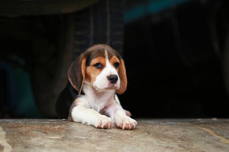 purebred beagle dog looking for somthingの写真素材