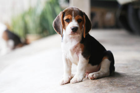 purebred beagle dog looking for somthingの写真素材
