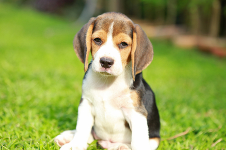purebred beagle dog looking for somthingの写真素材