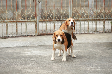 purebred beagle dog are now receptive in mating, dog breedingの写真素材