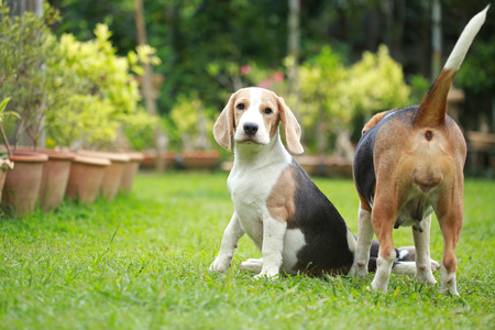 strong purebred beagle dog in action, strong male beagle dogの写真素材