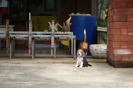 strong purebred silver tri color beagle puppy in action, 2 months cute male beagle puppyの写真素材