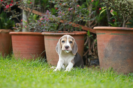 strong purebred silver tri color beagle puppy in action, 2 months cute male beagle puppyの写真素材
