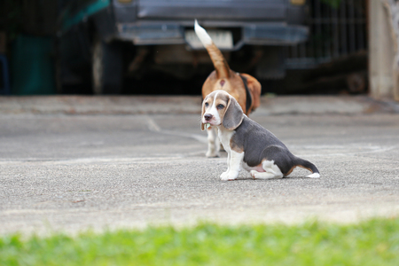 strong purebred silver tri color beagle puppy in action, 2 months cute male beagle puppyの写真素材