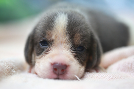 pure breed beagle Puppy is sleeping and looking in first timeの写真素材