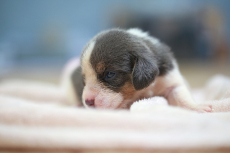 pure breed beagle Puppy is sleeping and looking in first timeの写真素材