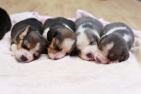 pure breed beagle Puppy is sleeping and looking in first timeの写真素材
