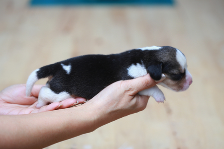 pure breed beagle Puppy is sleeping and looking in first time