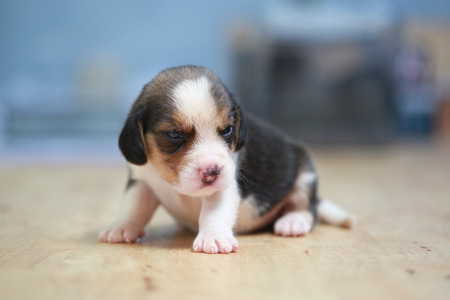 pure breed beagle Puppy is sleeping and looking in first timeの写真素材