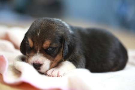 pure breed beagle Puppy is sleeping and looking in first timeの写真素材