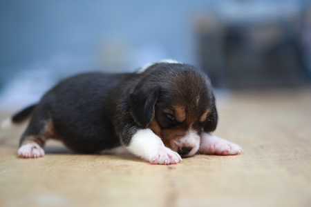 pure breed beagle Puppy is sleeping and looking in first timeの写真素材