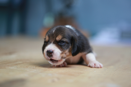 pure breed beagle Puppy is sleeping and looking in first timeの写真素材