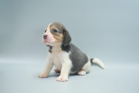 strong pure breed beagle puppy on studio lightの写真素材