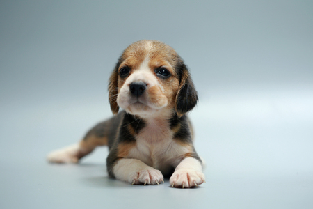 strong pure breed beagle puppy on studio lightの写真素材