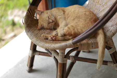 Cute ginger cat lying in the basket. Selective focus.の写真素材