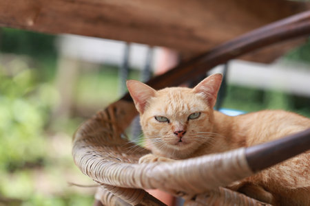 Cute ginger cat lying in the basket. Selective focus.の写真素材