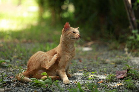 Ginger cat in garden with sunlightの写真素材