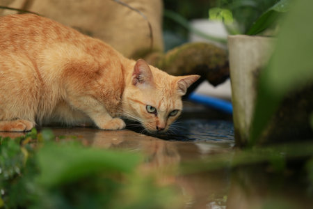 Ginger cat in garden with sunlightの写真素材