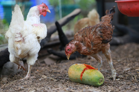 Poor chicken in local farm hurt legsの写真素材