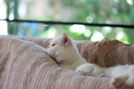 White cat sit on sofa in living room at home, stock photo