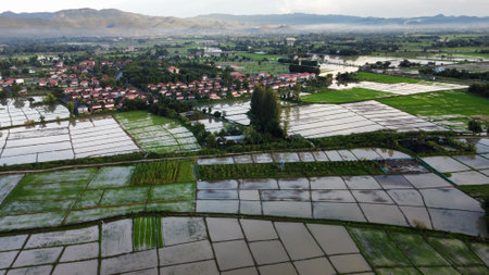 Aerial view of paddy field in countryside, agriculture in ThailandI