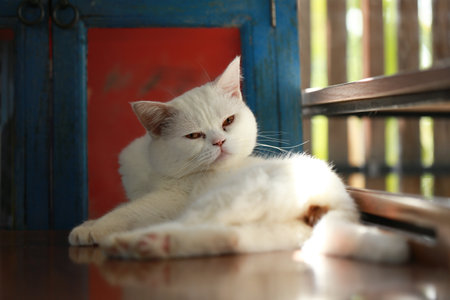 A cat is using its tongue to clean itself.の写真素材