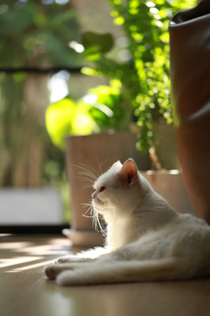 White cat and beautiful sunlightの写真素材