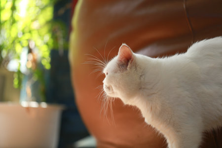 White cat and beautiful sunlightの写真素材