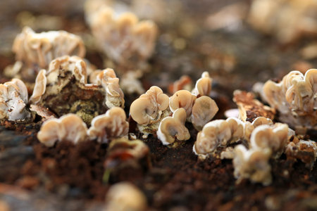 Mushrooms growing on the soil in the forest, close up