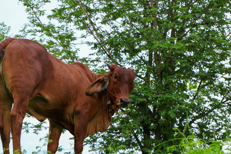 cow eating grass in the meadow at summer time, Thailand.の写真素材