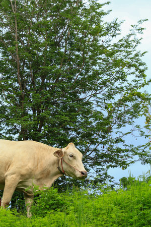 White cow on green grass in a meadow on a sunny dayの写真素材
