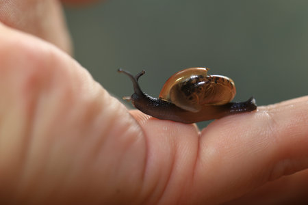 Snail crawling on a human finger. Close up of a snail crawling on a human finger.の写真素材